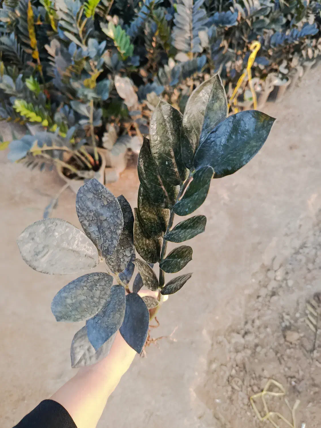 زامو بلک ریشه لخت|گل و گیاه طبیعی|بابل, |دیوار