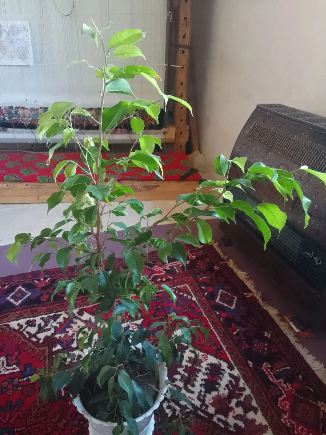 گل یوکا۶۰۰هزارتومان|گل و گیاه طبیعی|آذرشهر, |دیوار