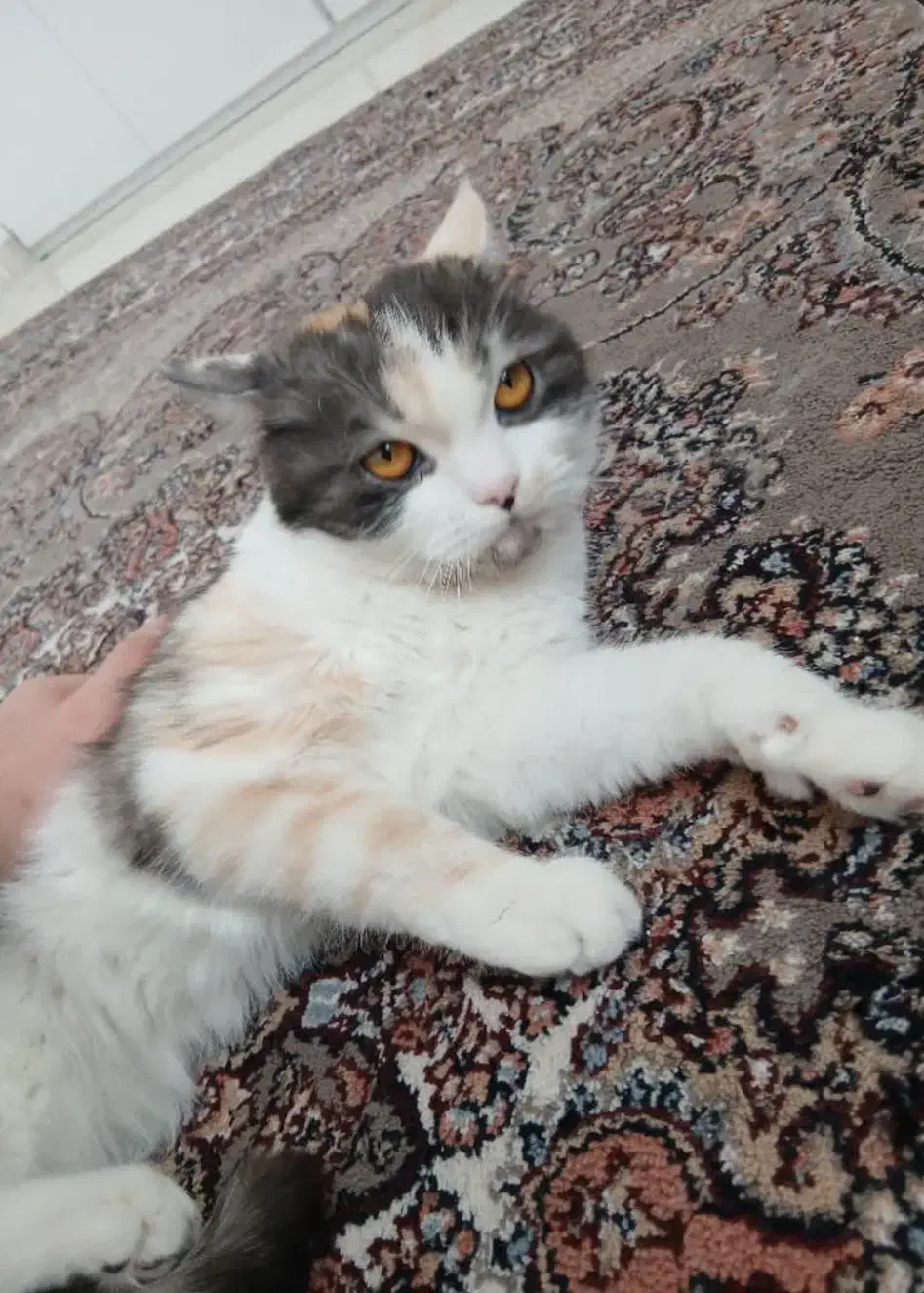 گربه،واگذاری گربه،|گربه|کرمانشاه, |دیوار