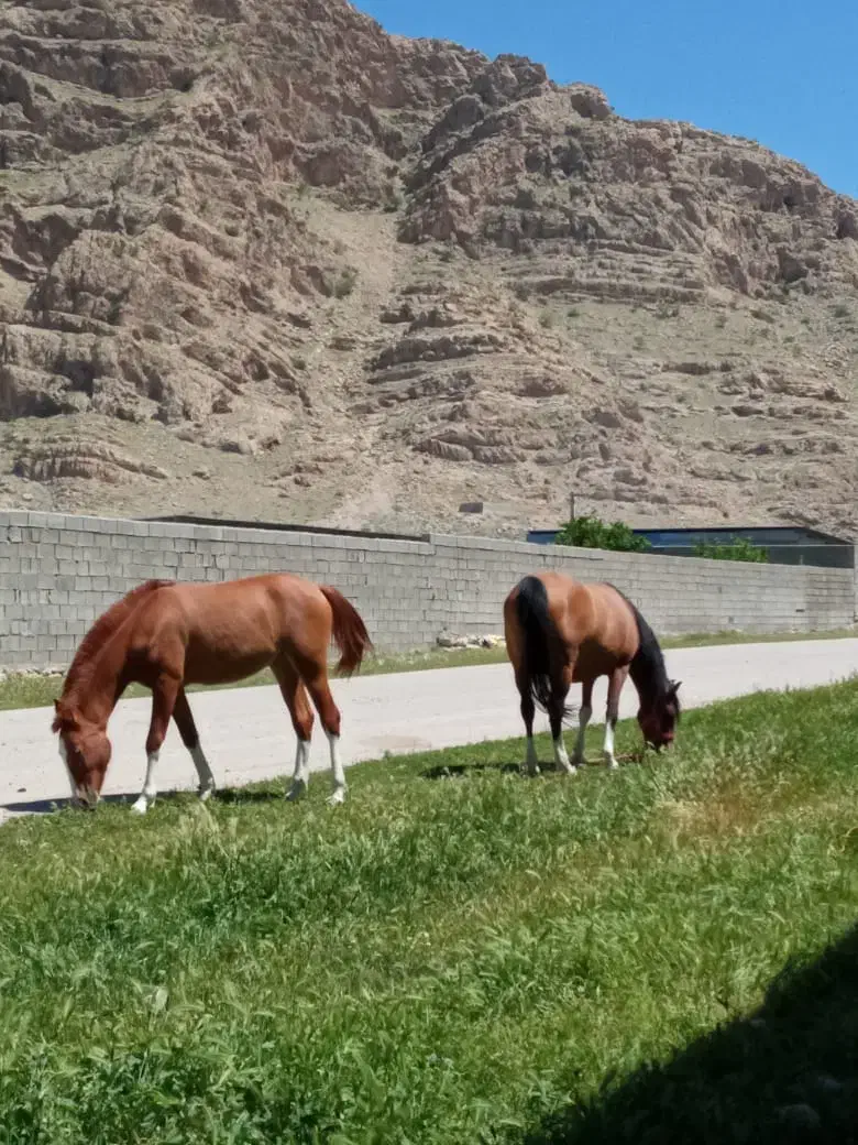 فروش اسب و مادیان دره شوری|اسب و تجهیزات اسبسواری|شیراز, وزیرآباد|دیوار