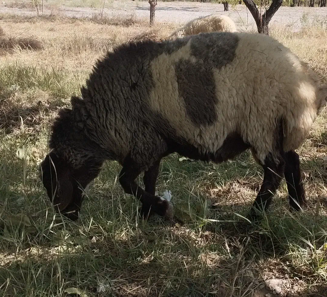 بره نر|حیوانات مزرعه|دلیجان, |دیوار