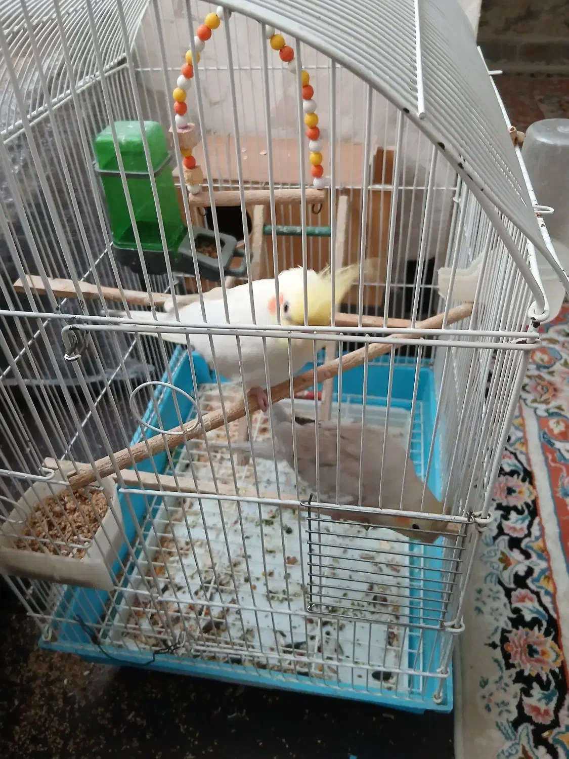 جفت طوطی عروس هلندی|پرنده|قزوین, |دیوار