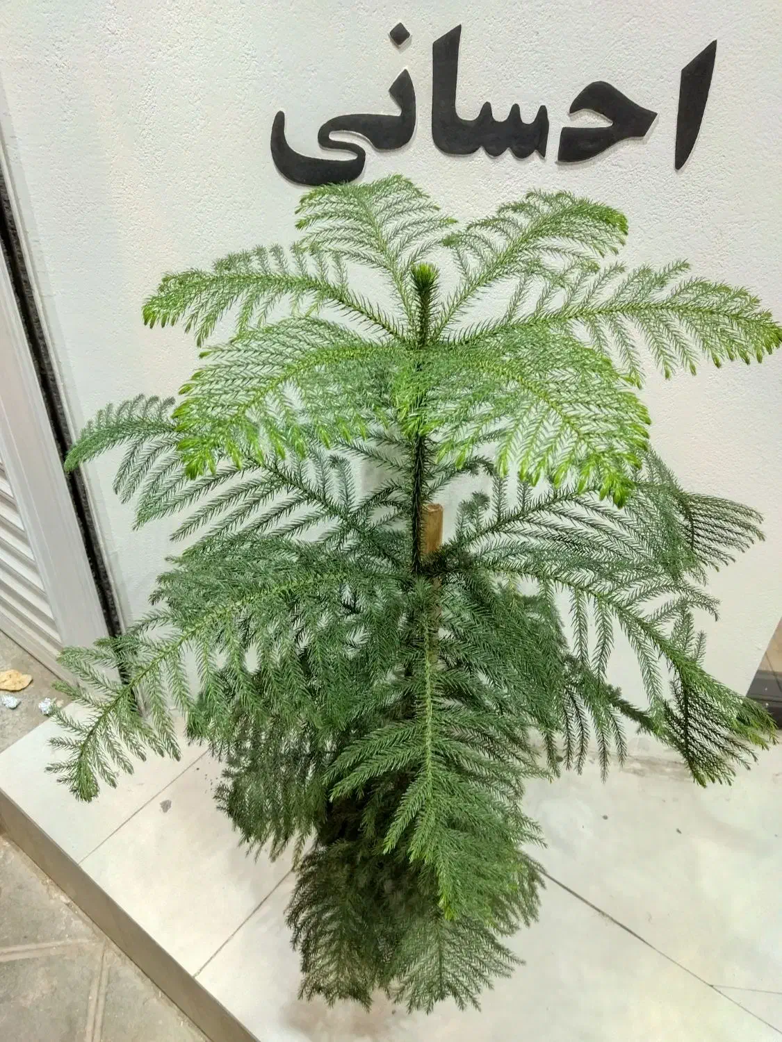 گل و گیاه آپارتمانی و زینتی|گل و گیاه طبیعی|قزوین, |دیوار