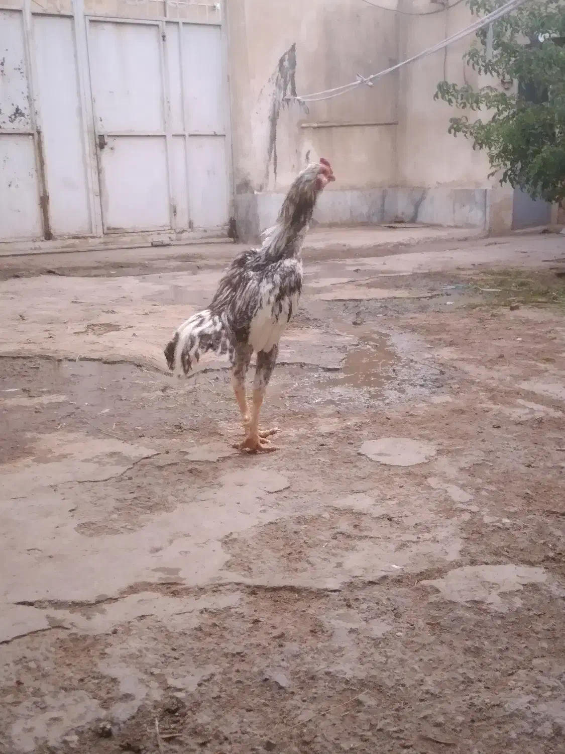 خروس لاری ریشو|حیوانات مزرعه|محمدیه-قزوین, |دیوار