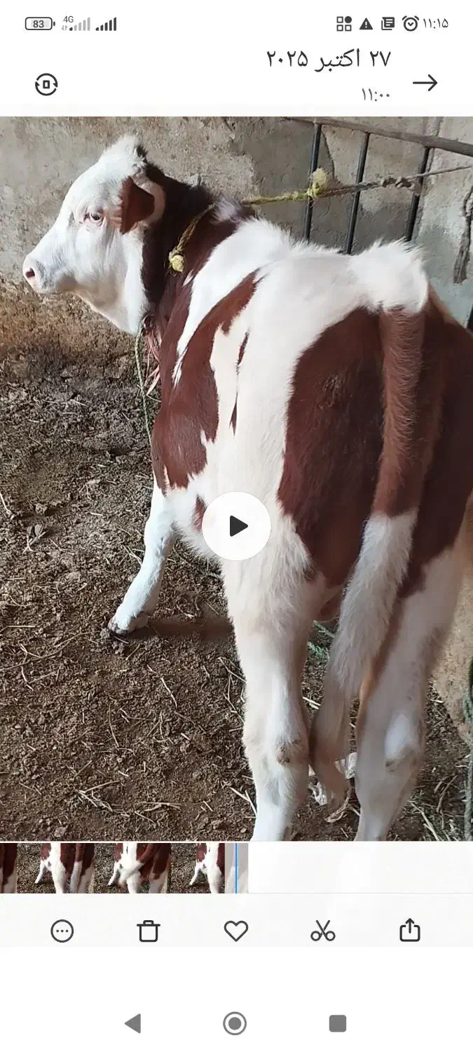 گوساله نر سیمیتال|حیوانات مزرعه|بکتاش, |دیوار