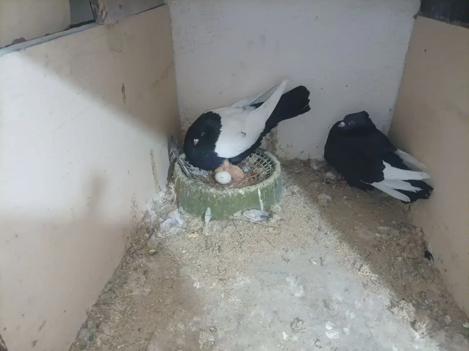 رنگه کفتر|پرنده|تربت جام, جامی|دیوار