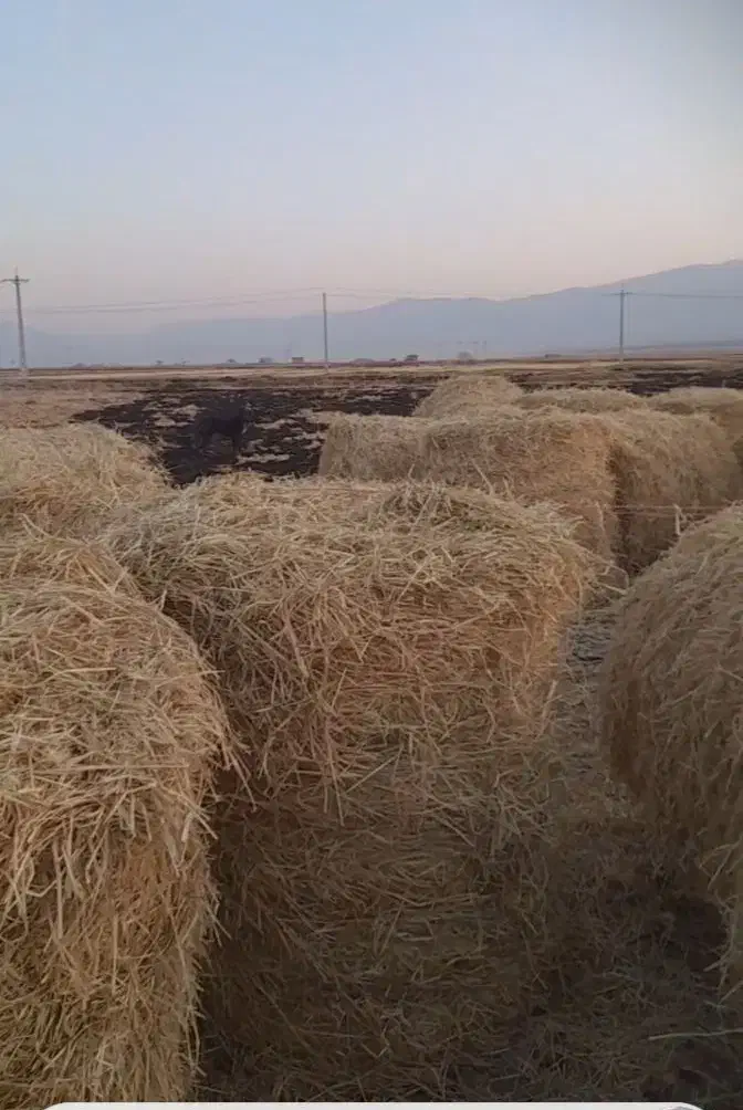 پوشال برنج جهت سرما زدگی سیفی جات و میوه جات|عمدهفروشی|کامفیروز, |دیوار