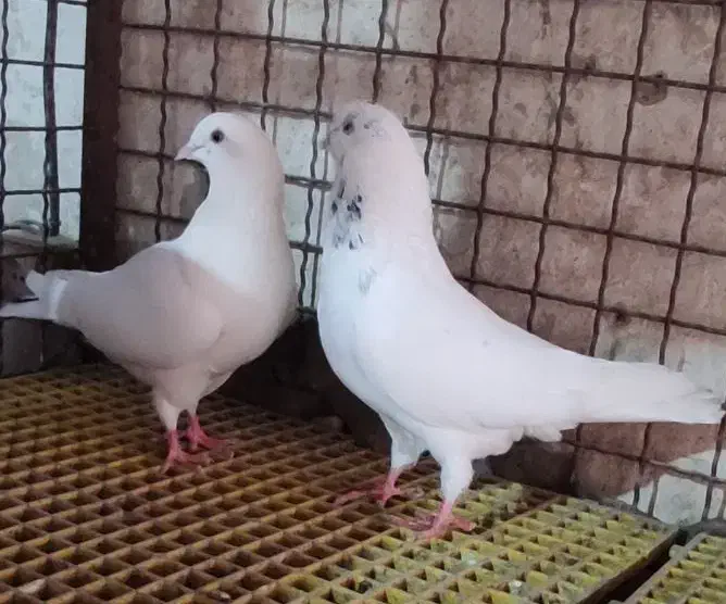 حدود سی عدد. کبوتر سالم پرشی|پرنده|انزل, |دیوار