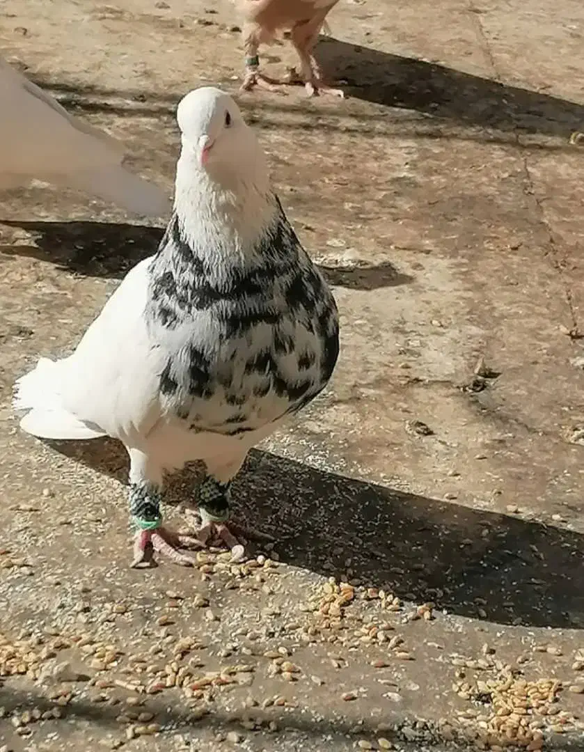 طوقی|پرنده|پیر بکران, |دیوار