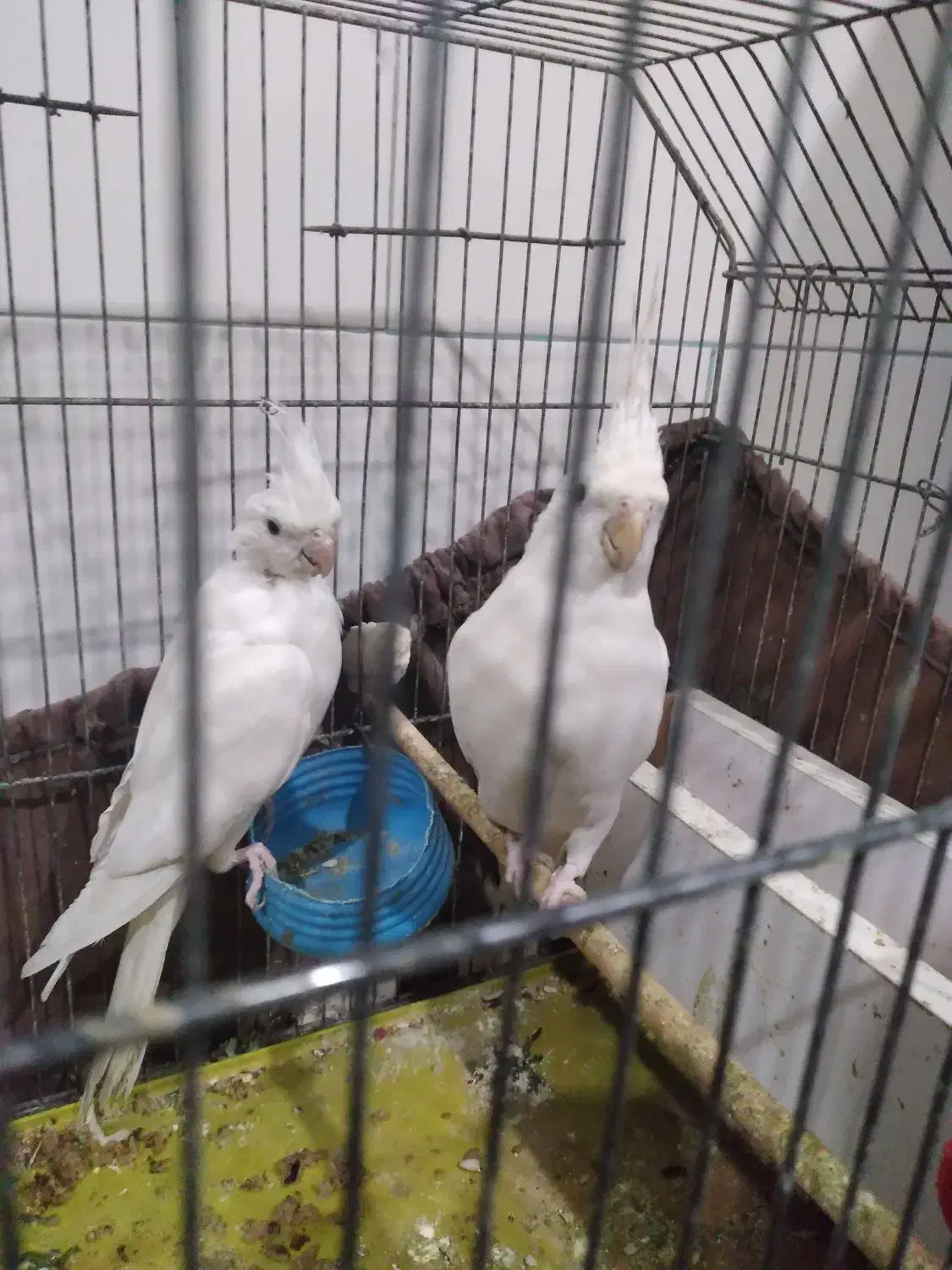 جفت عروس پاریس آلبینو|پرنده|شادگان, |دیوار