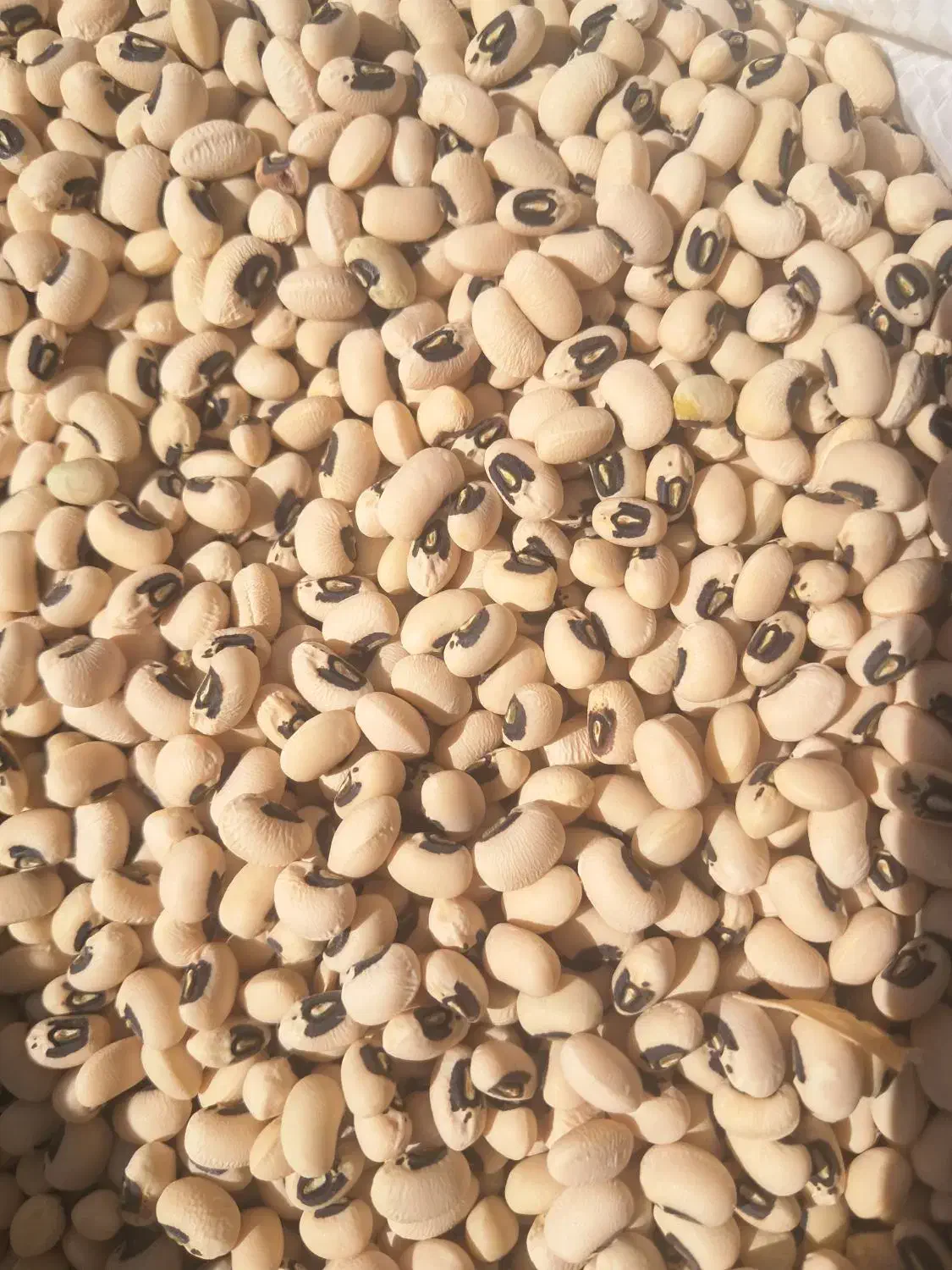 لوبیا آشی محلی(چشم بلبلی) آوردم براتون|خوردنی و آشامیدنی|کوهدشت, |دیوار