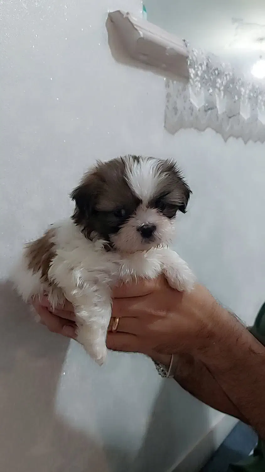 سگ سالم|سگ|قم, بنیاد|دیوار