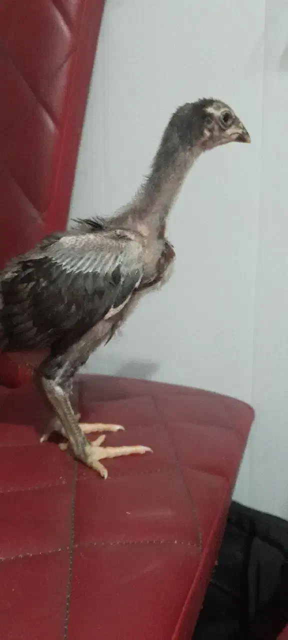 جوجه لاری اصیل ۳۵ روزه|حیوانات مزرعه|کلاچای, |دیوار