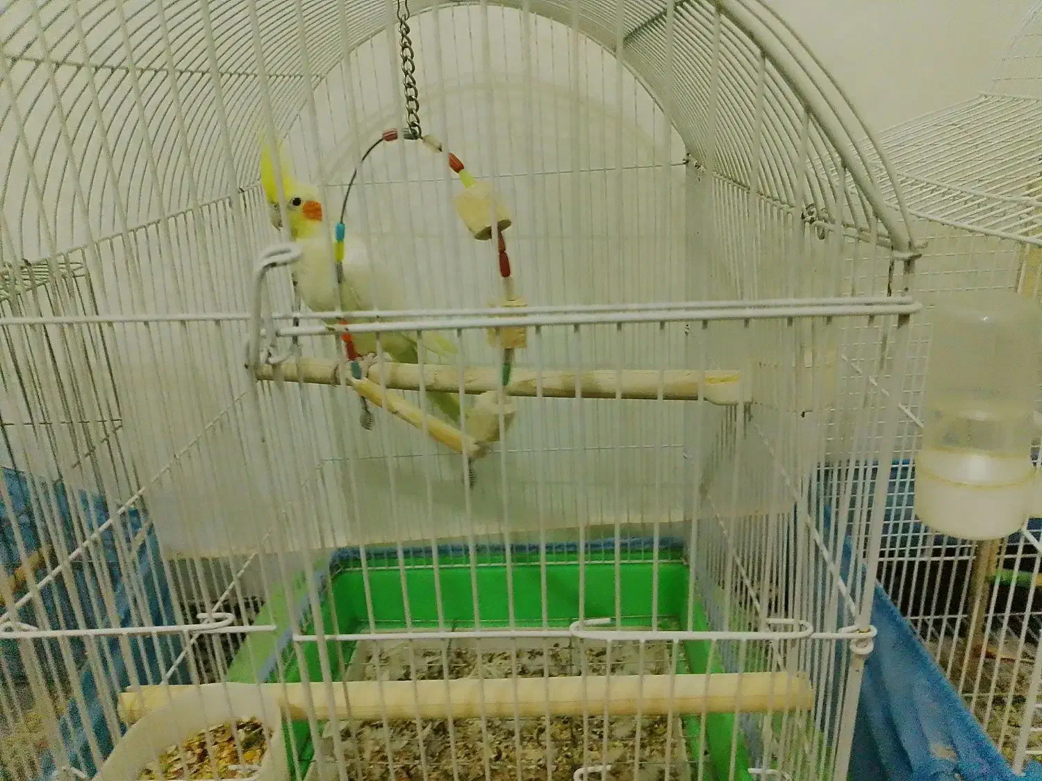 طوطی عروس لوتینو|پرنده|نظرآباد, شهرک سید جمال الدین|دیوار