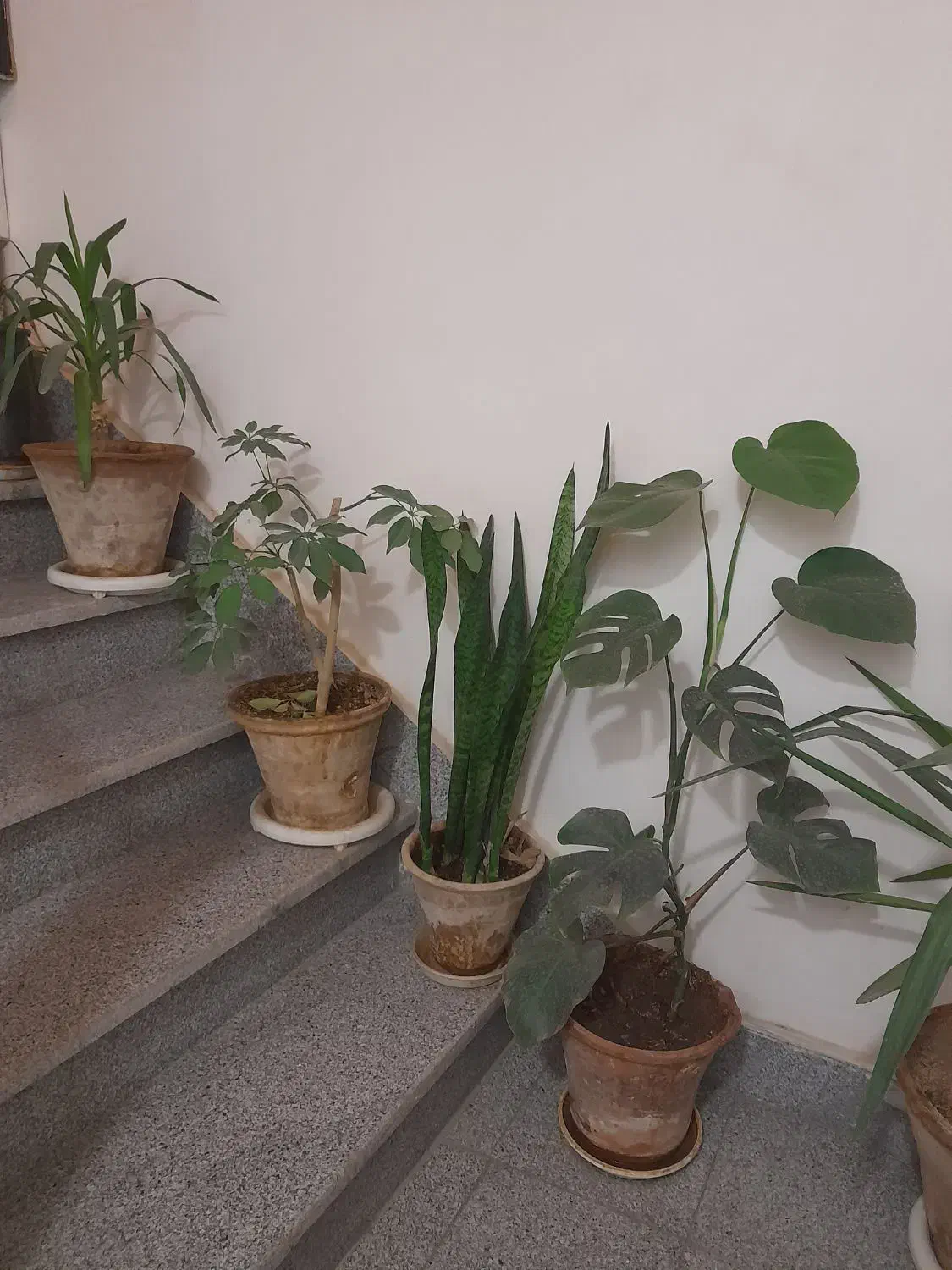 گل طبیعی|گل و گیاه طبیعی|نیشابور, شهرک فیروزه|دیوار