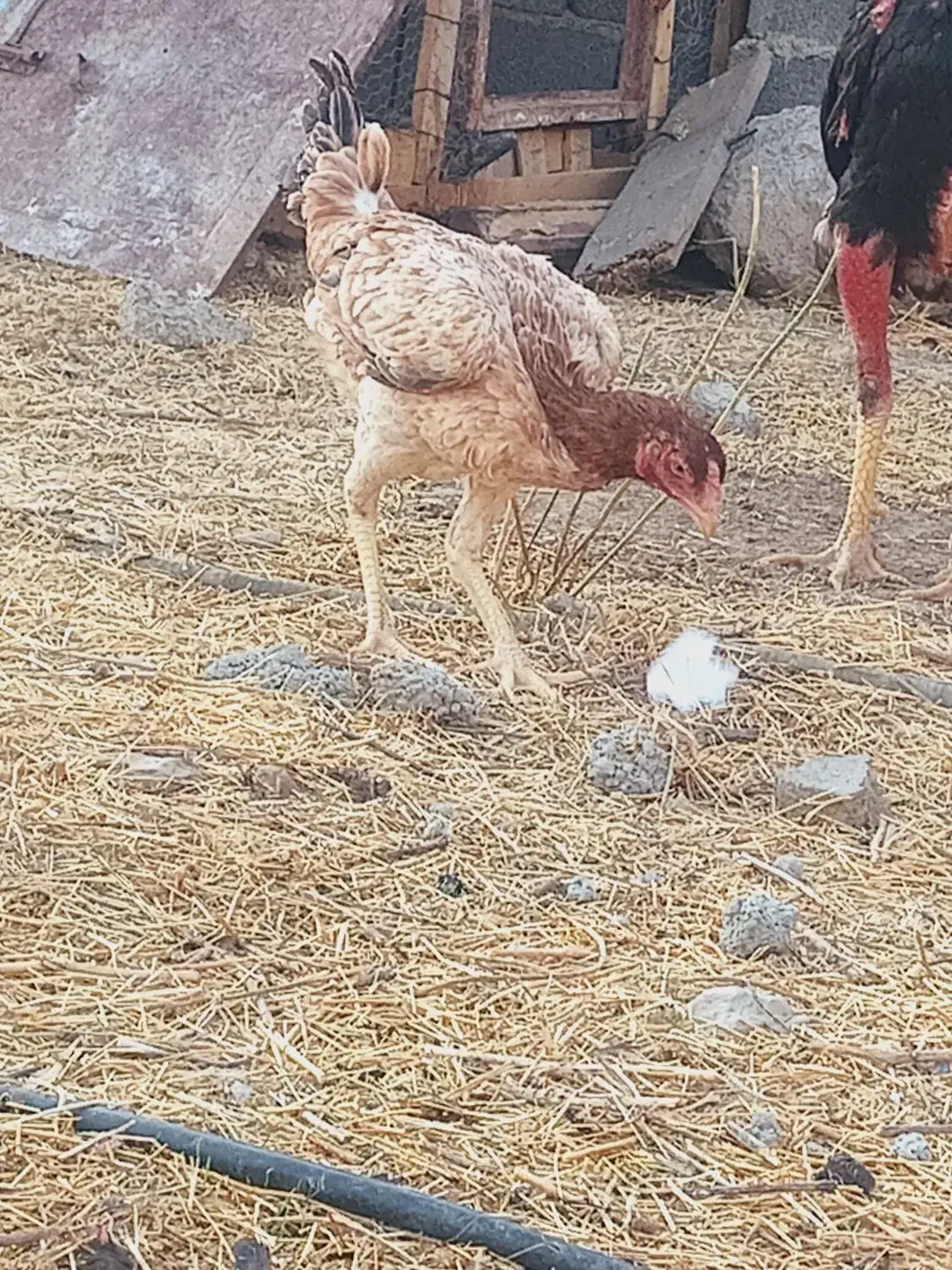 فروش مرغ لاری و فریح|حیوانات مزرعه|ورزقان, |دیوار