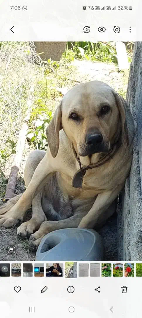 سگ گمشده|حیوانات|کلاچای, |دیوار