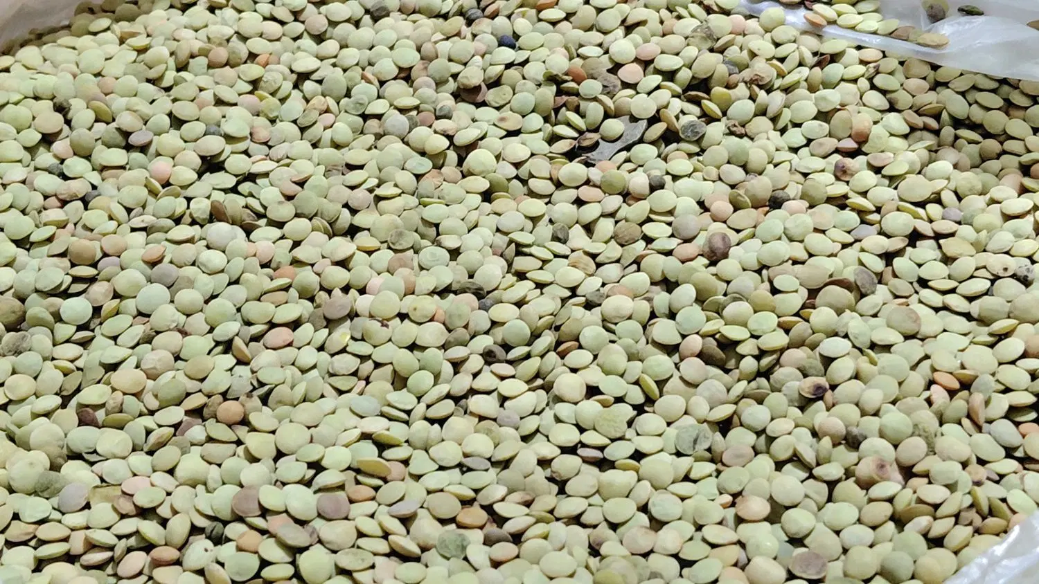 عدس|خوردنی و آشامیدنی|باشت, |دیوار