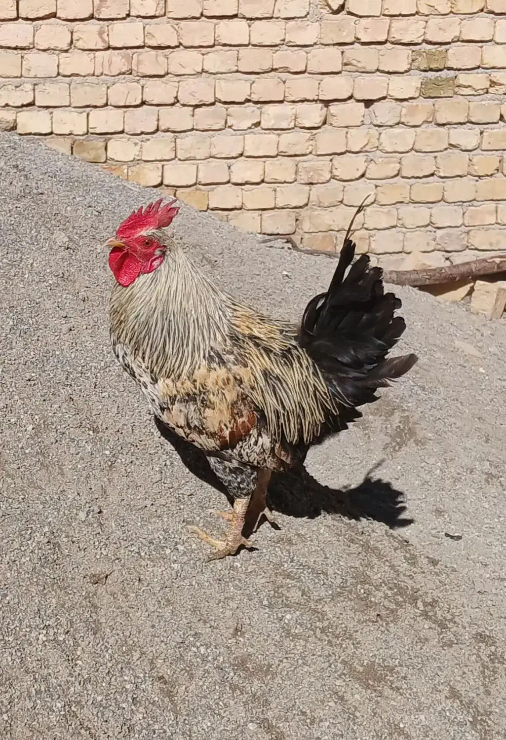 خروس|حیوانات مزرعه|فرخ‌شهر, |دیوار