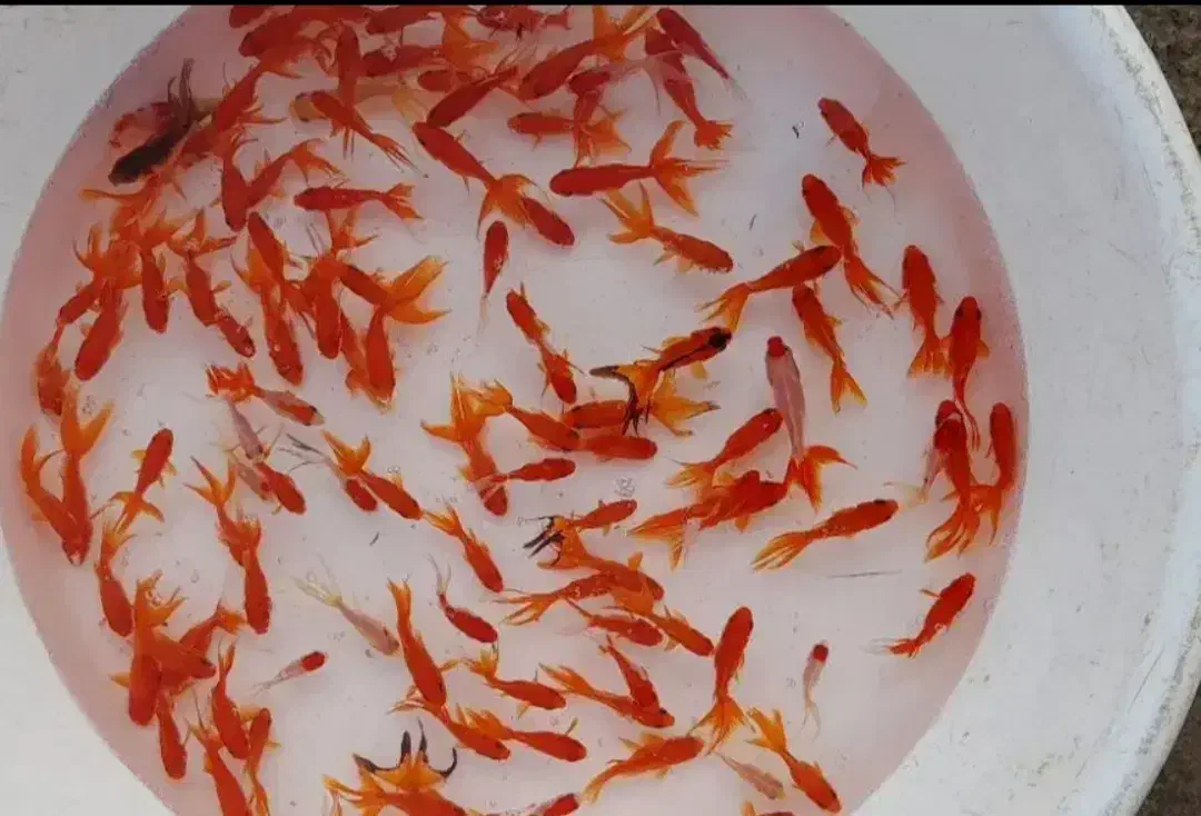 ماهی قرمز|ماهی|تکاب, |دیوار