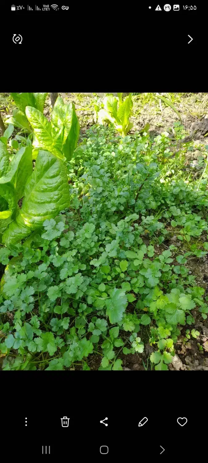 محصولات خانگی تازه|خوردنی و آشامیدنی|رشت, کوی جام جم|دیوار