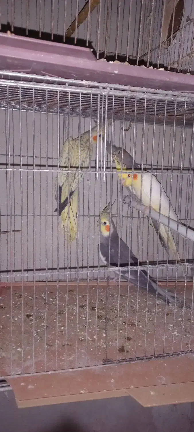 عروس هلندی سالم وزیبا|پرنده|آمل, |دیوار