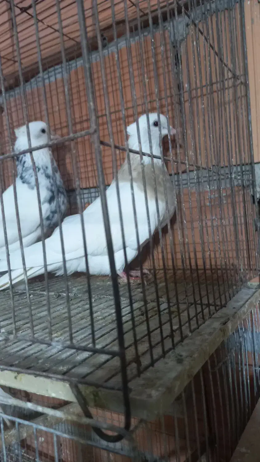 کبوتر رنگی|پرنده|گنبد کاووس, |دیوار