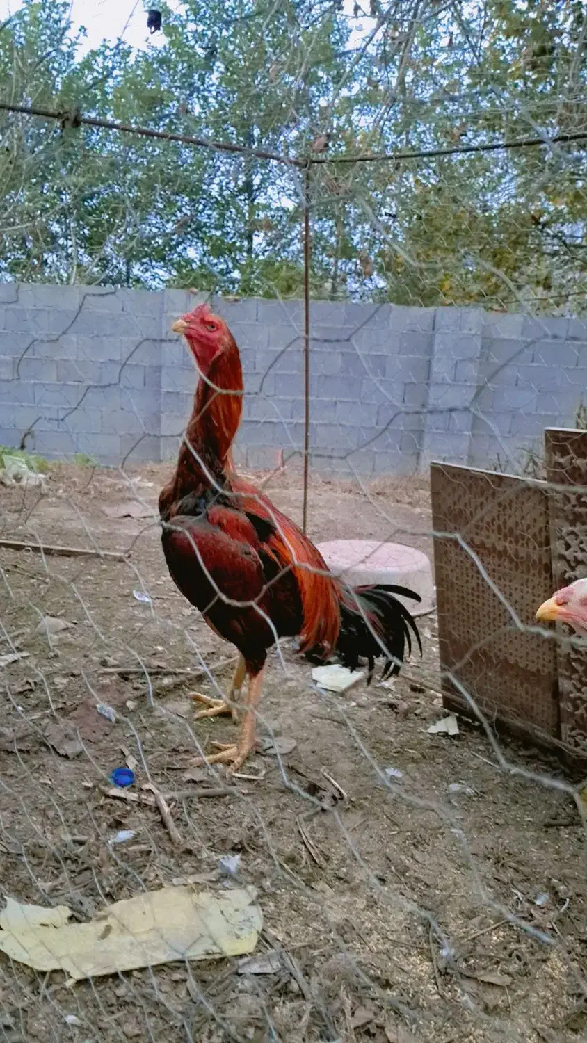 لاری|حیوانات مزرعه|گوراب زرمیخ, |دیوار