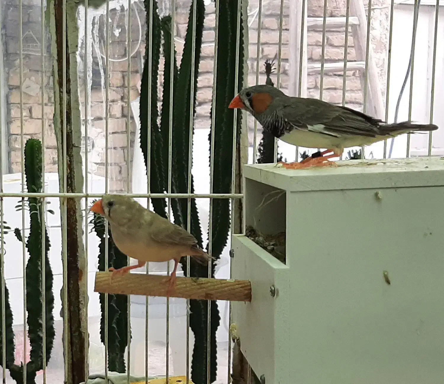 فنچ زبرا کبکی  و اهوئی|پرنده|مشهد, ایثار|دیوار