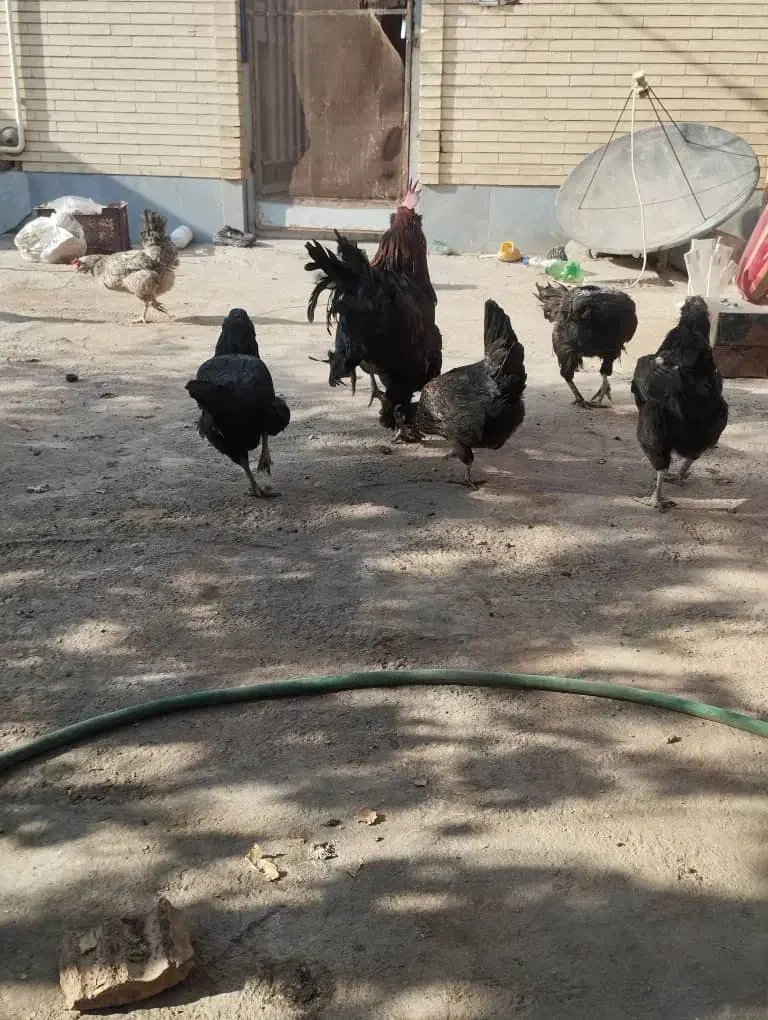 فروش مرغ خروس مرندی|حیوانات مزرعه|زرند, |دیوار