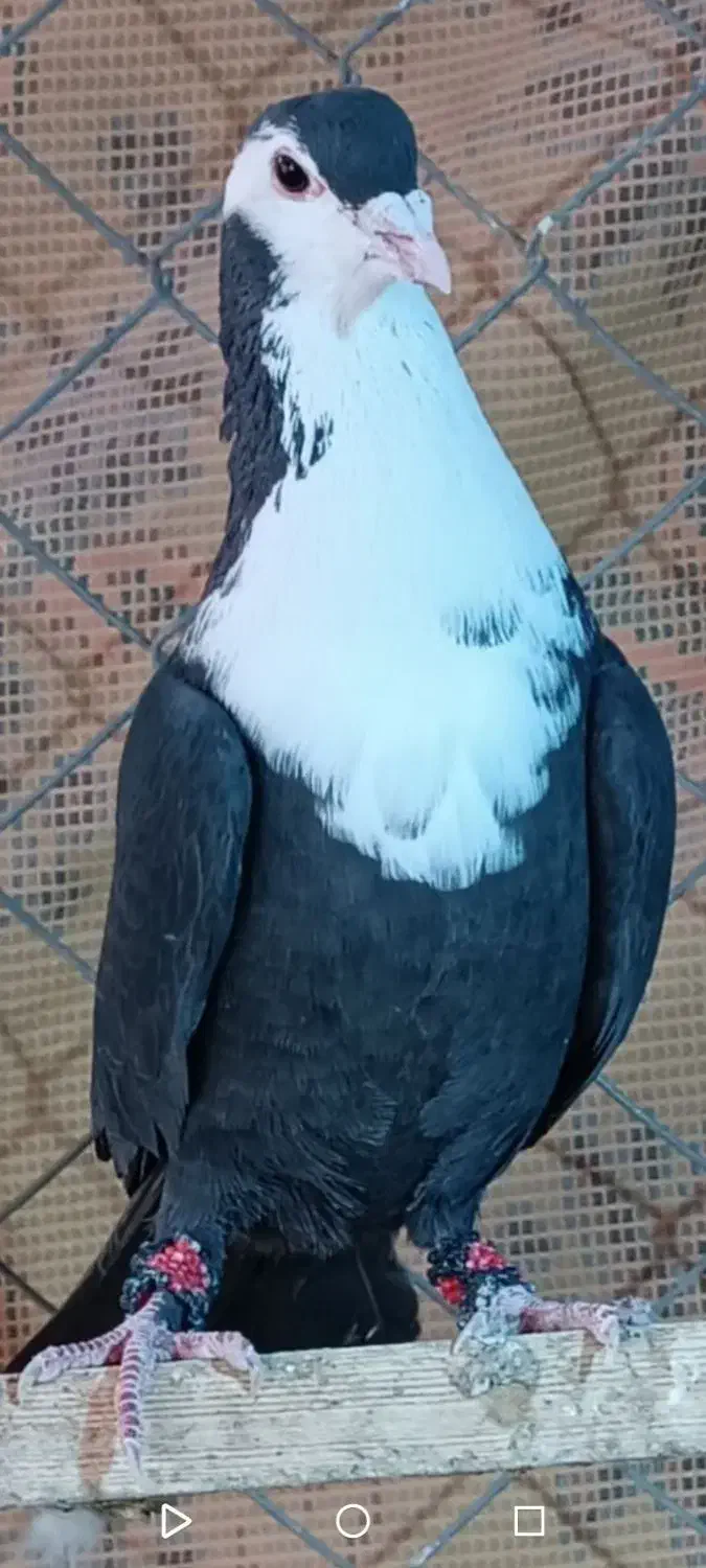 00000|پرنده|زاهدان, |دیوار