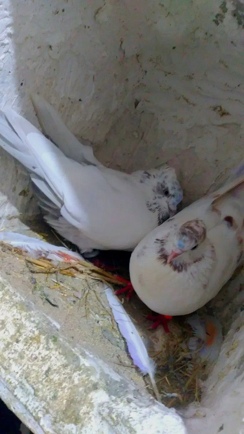 جفت تهرانی خوشگل|پرنده|شیروان (لرستان), |دیوار