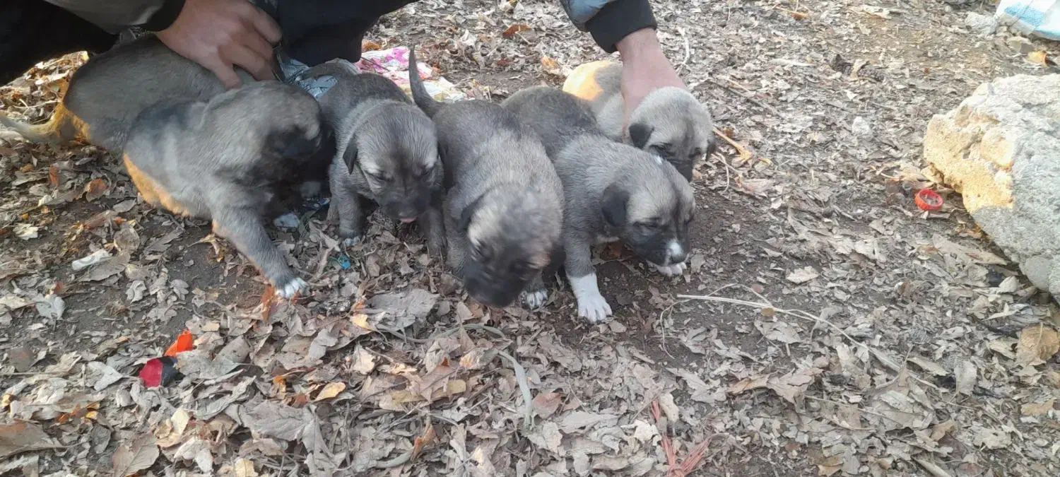 سگ سرابی اصیل|سگ|سراب, |دیوار