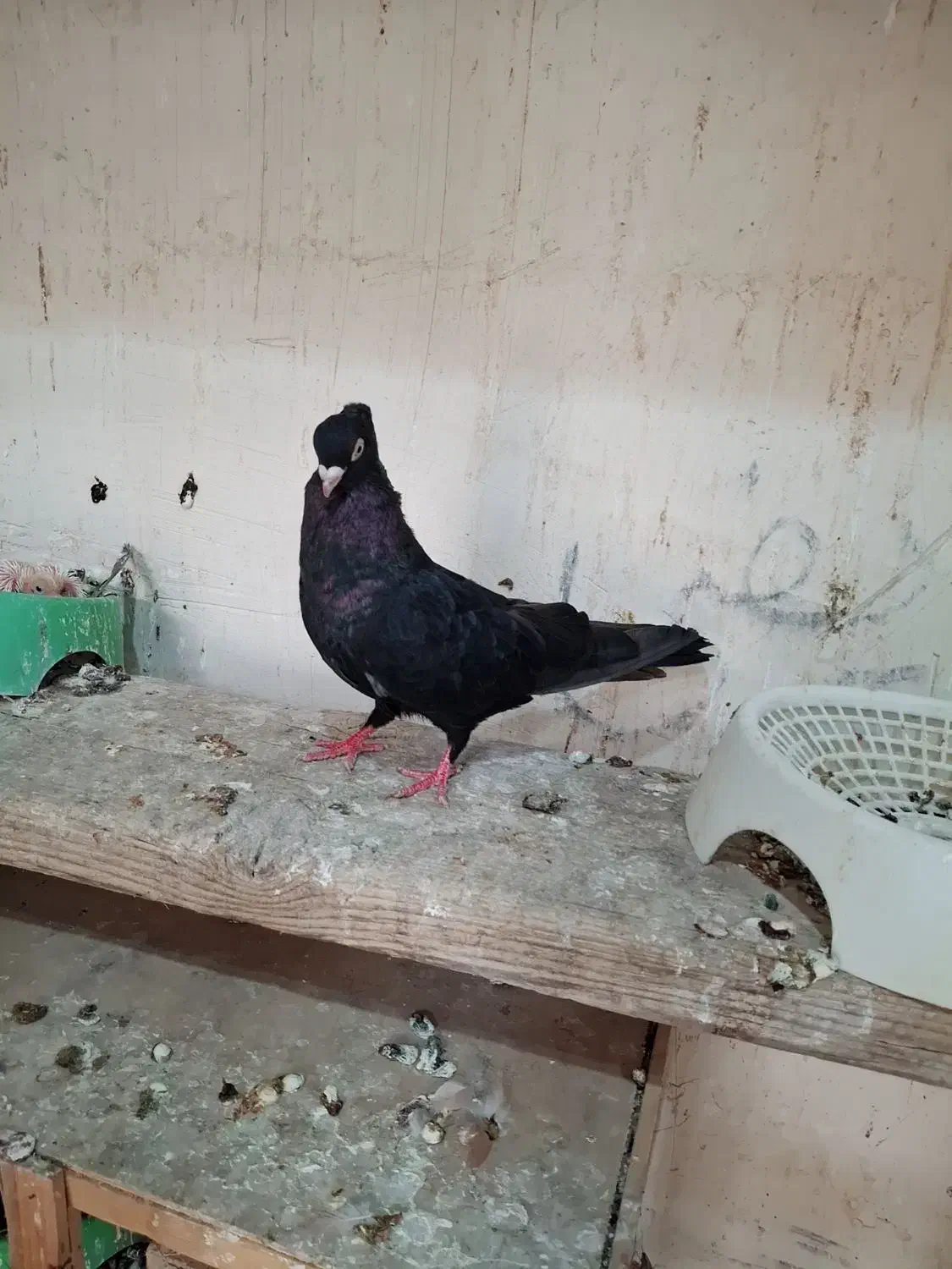 صرب زرد|پرنده|ایذه, |دیوار