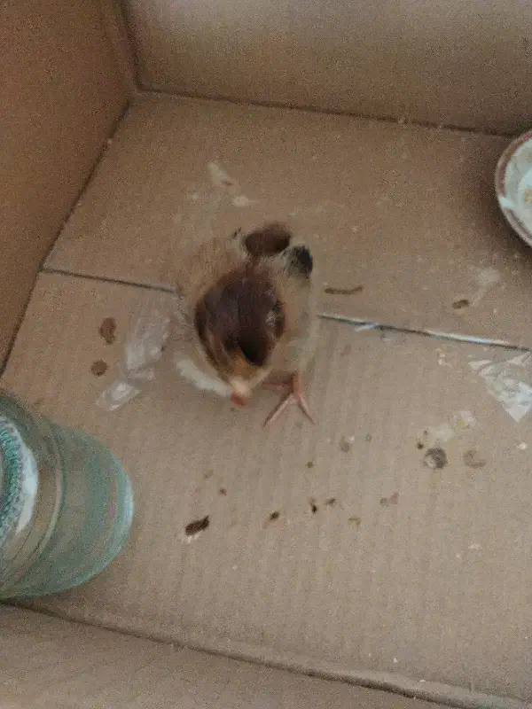 جوجه|حیوانات مزرعه|قزوین, |دیوار