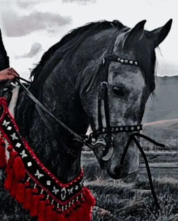 کله کی دهنه دی اصلی تعلیمی سینه بند|اسب و تجهیزات اسب‌سواری|بوئین و میاندشت, |دیوار