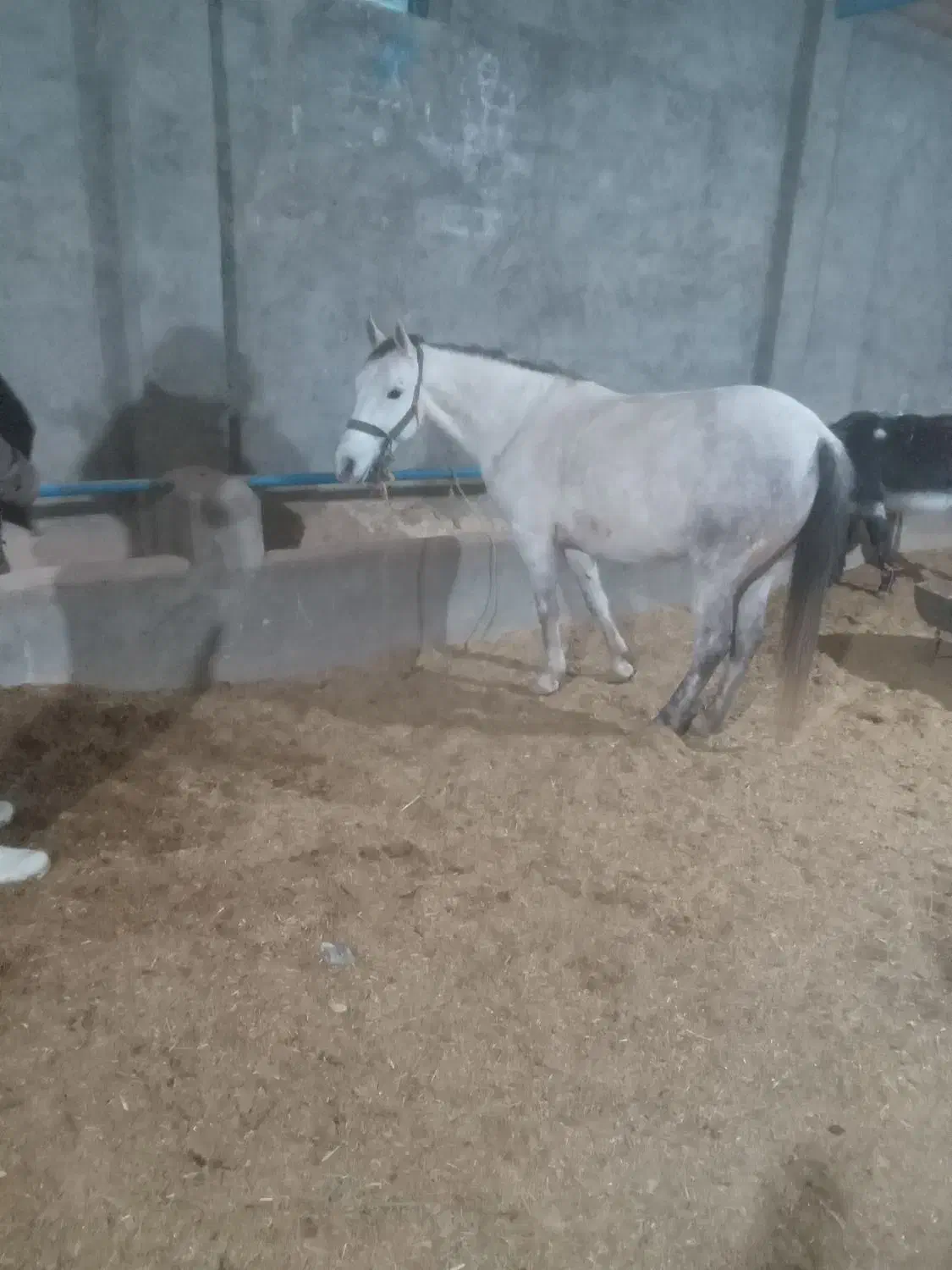 اسب مادیان|اسب و تجهیزات اسب‌سواری|اسفراین, |دیوار