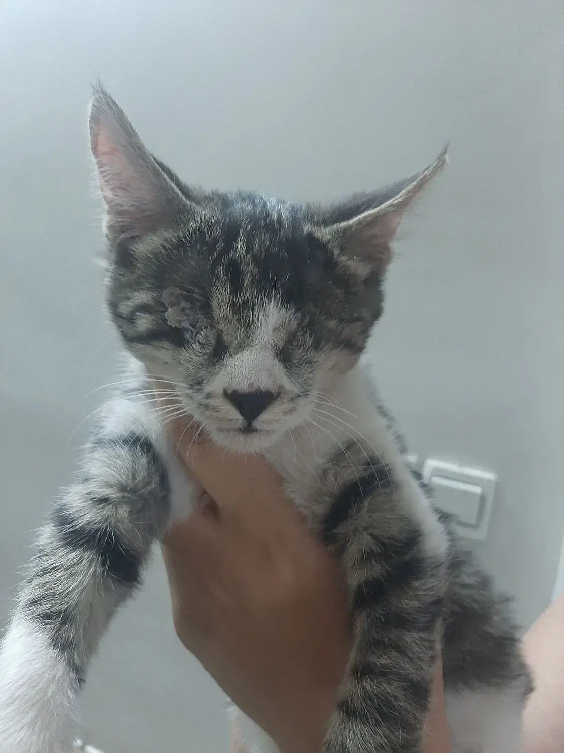 گربه ی نابینا|حیوانات|ابهر, |دیوار