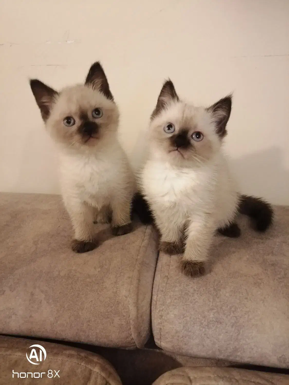 توله سیامی اصیل و کاملا خالص|گربه|قائمشهر, |دیوار