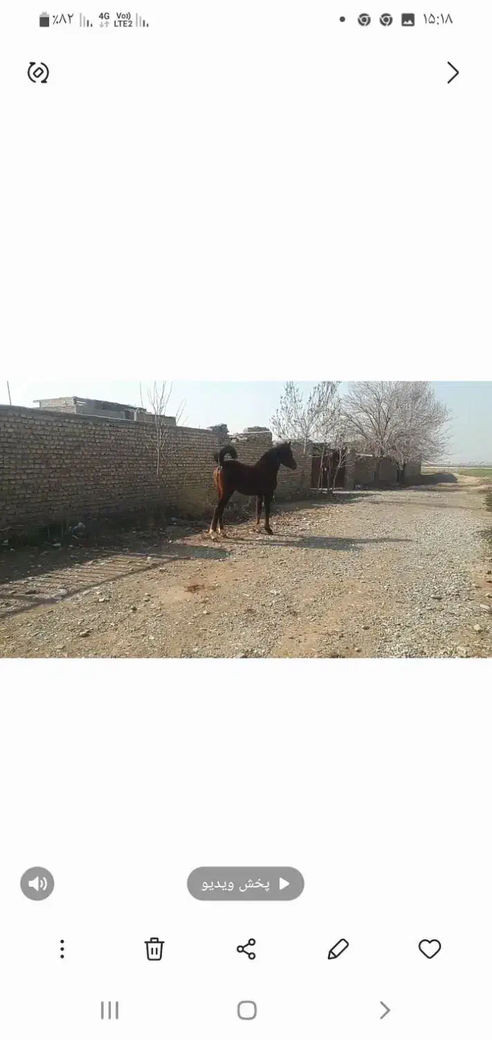 مادیان عرب|اسب و تجهیزات اسب‌سواری|تهران, فرحزاد|دیوار