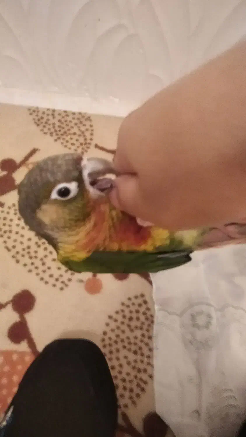 بنک خ ساحلی خ محمدرسول الله فرعی ۶|پرنده|بندر کنگان, |دیوار