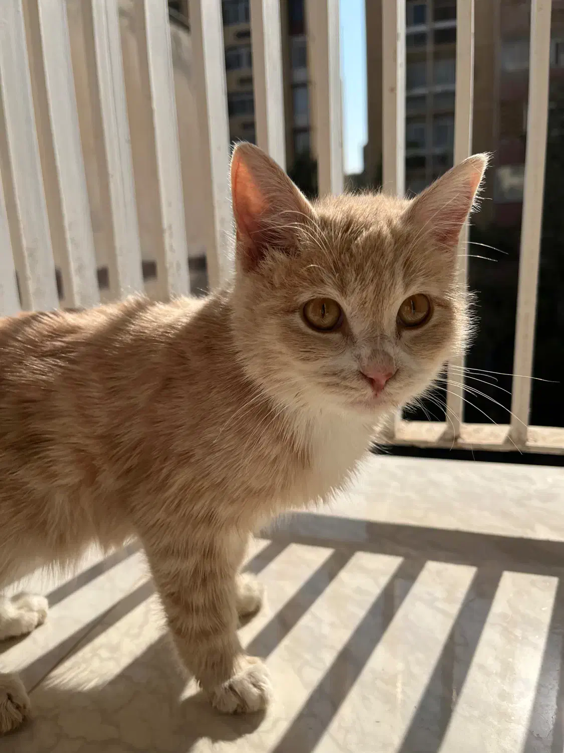 واگذاری رایگان گربه|گربه|شیراز, گلدشت معالیآباد|دیوار