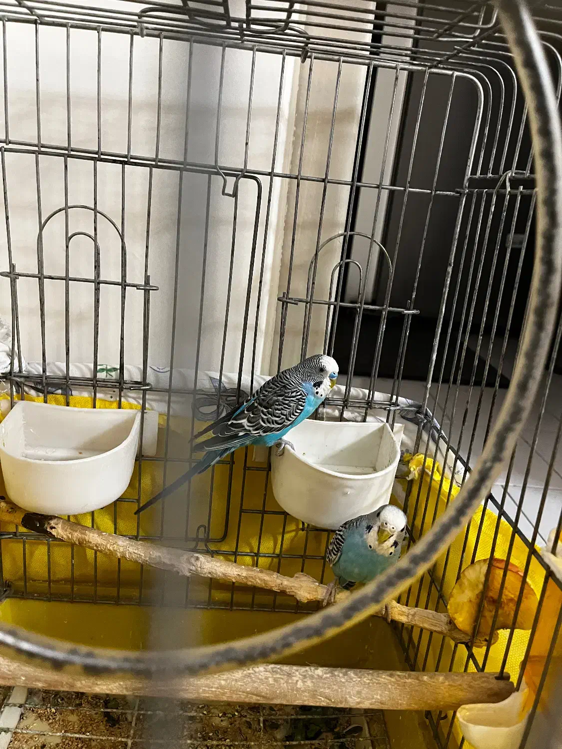 مرغ عشق|پرنده|تهران, دردشت|دیوار