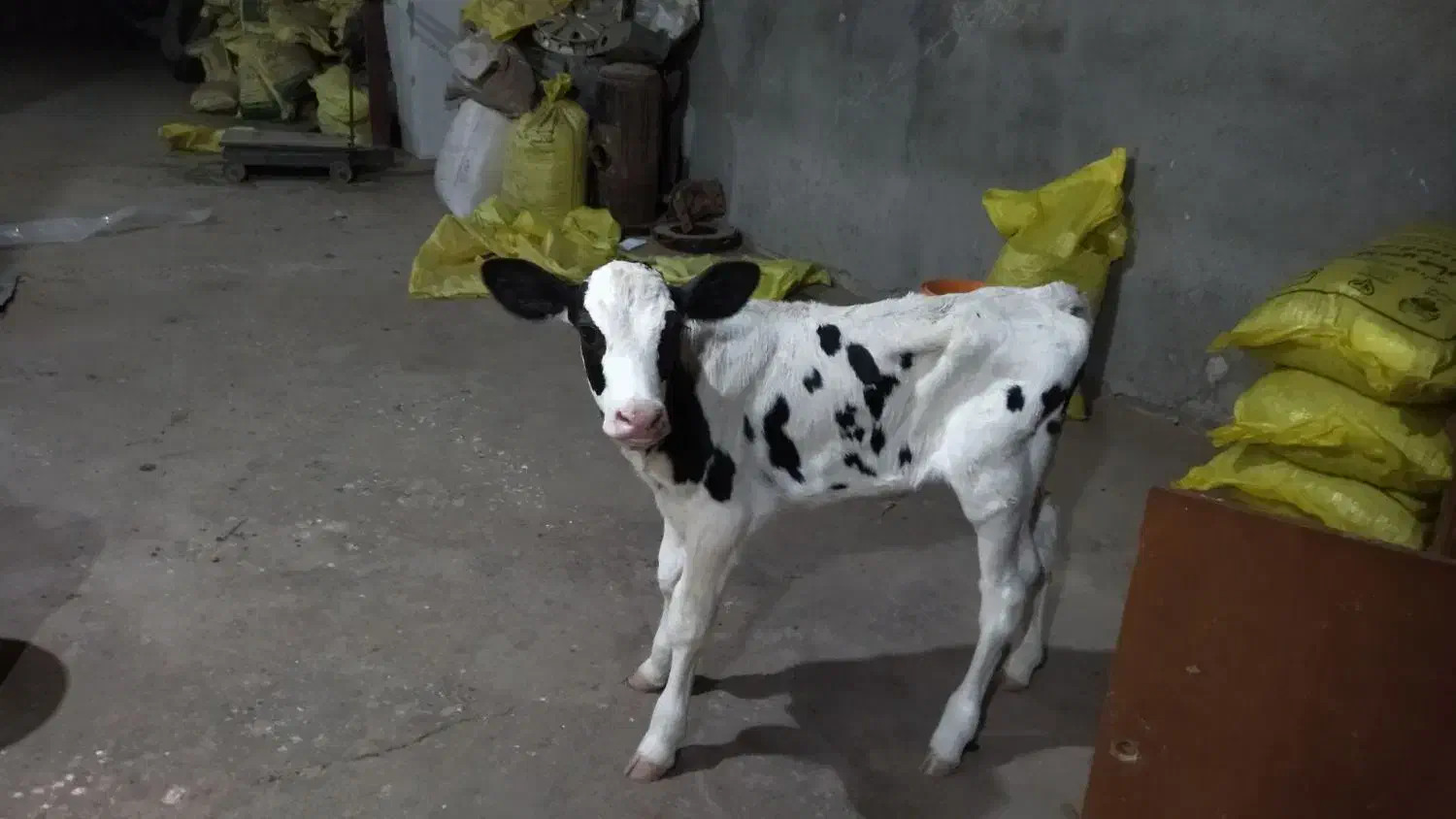 استخدامی|استخدام صنعتی، فنی، مهندسی|تربت جام, میان جام|دیوار