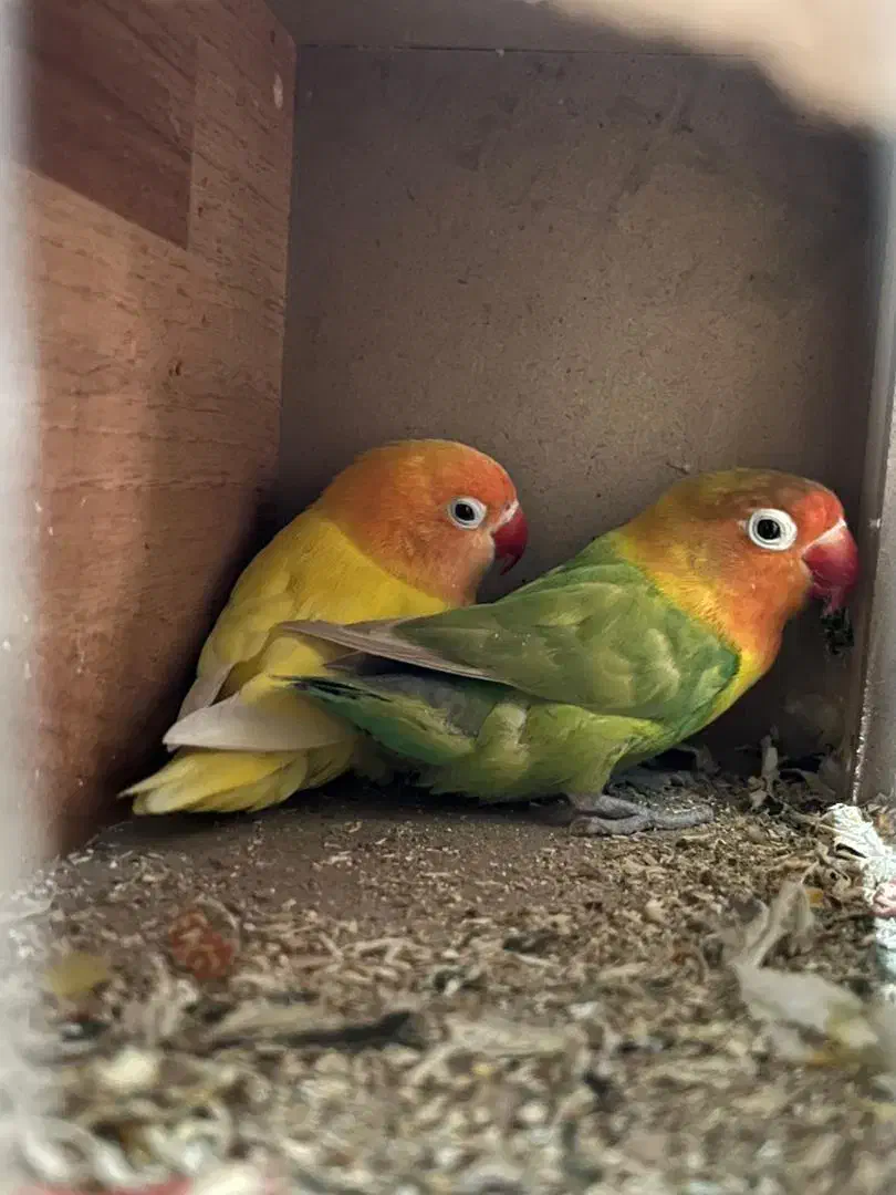 یک جفت طوطی برزیلی فیشر بالغ|پرنده|شهریار, شهریار|دیوار