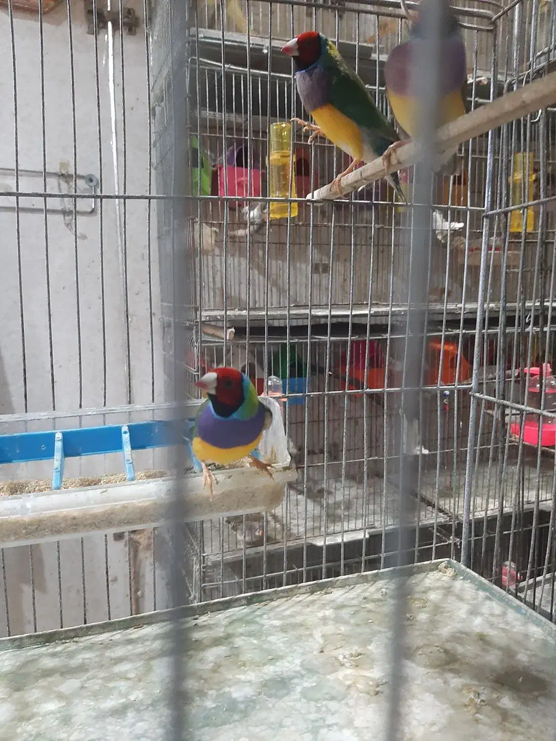 فنچ گلدین بالغ|پرنده|لاهیجان, یحی آباد|دیوار