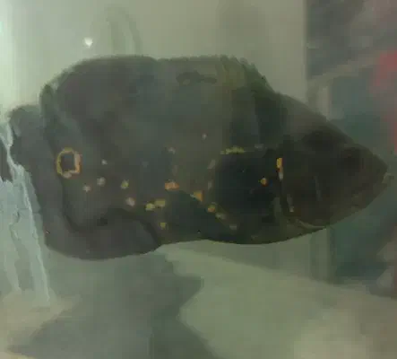 ماهی|ماهی|جهرم, |دیوار