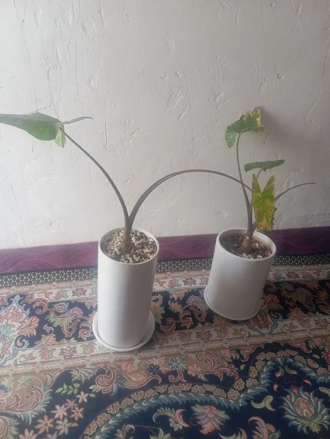 گل طبیعی|گل و گیاه طبیعی|قم, شهر قائم|دیوار