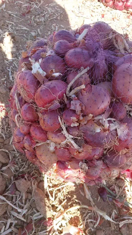 پیازعمده درجه یک اسلام آباد غرب|عمده‌فروشی|حمیل, |دیوار