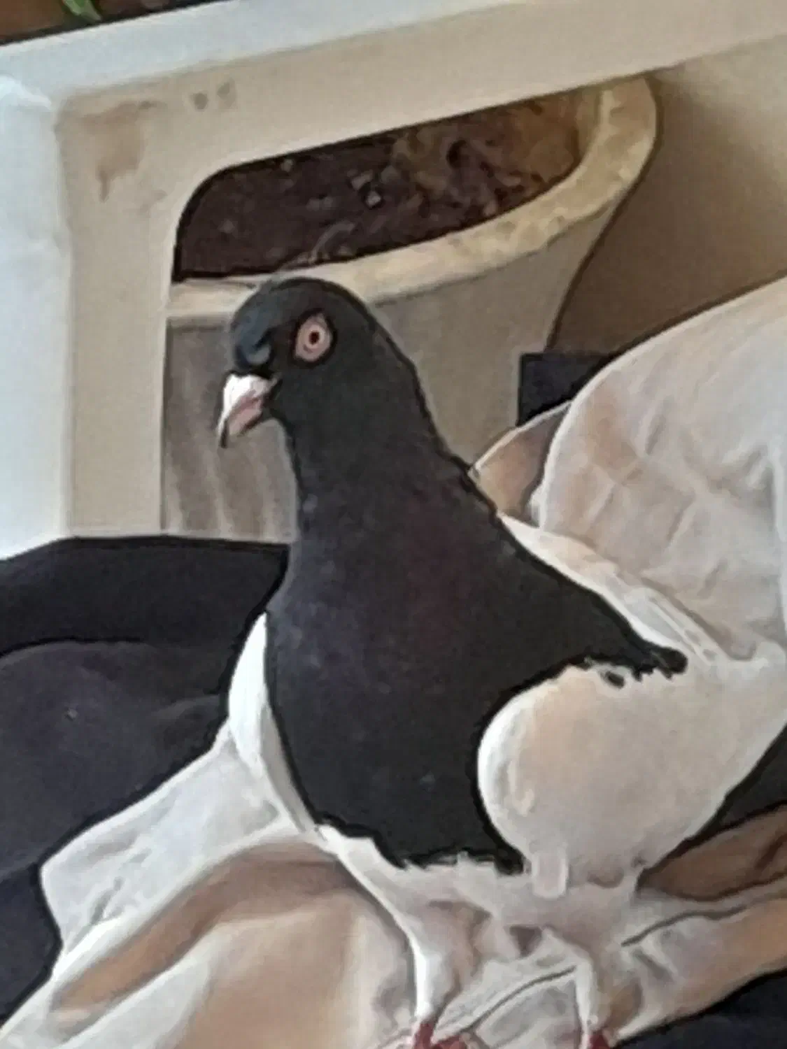 طوقی|پرنده|شیراز, میرزاکوچک خان|دیوار